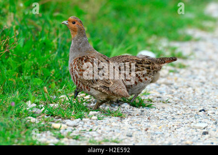 Grey Partridge, grau Rebhuhn (Perdix Perdix). Paar auf einen Pfad. Weiblich, Essen, männliche stehende Sentinel. Österreich Stockfoto