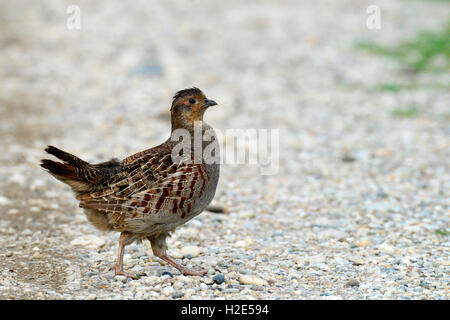 Grey Partridge, grau Rebhuhn (Perdix Perdix). Weiblich, einen Weg zu gehen. Österreich Stockfoto