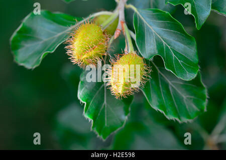 Europäische Buche, Rotbuche (Fagus Sylvatica), Zweig mit Cupules und Blättern. Deutschland Stockfoto