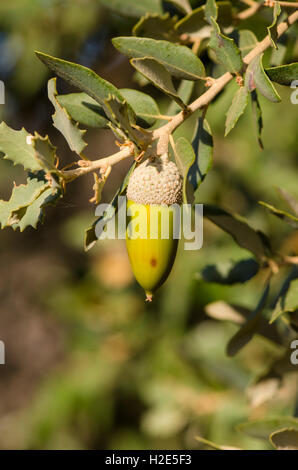 Eichel der Steineiche, Quercus Ilex subs Rotundifolia Ballota, Andalusien, Spanien. Stockfoto