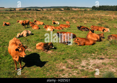 Murnau-Werdenfelser Rinder. Herde im alten bayerischen Donaumoos. Bayern, Deutschland Stockfoto