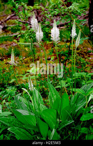 Hoary Wegerich (Plantago Media), blühende Pflanze. Deutschland Stockfoto