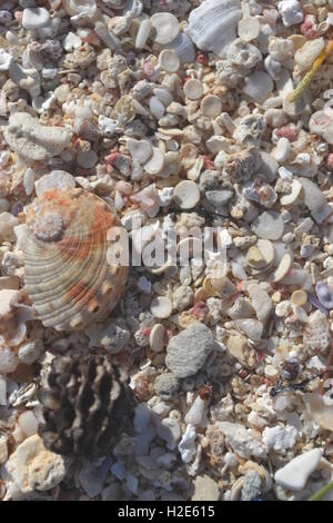 zerbrochene Muscheln im Sand am Sonnentag Stockfoto