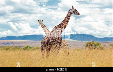 Zwei Giraffen (Giraffa Plancius), Masai Mara, Kenia Stockfoto