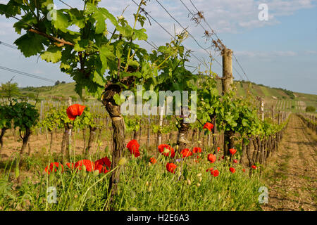 Reben und gemeinsamen Mohn (Papaver Rhoeas), Weinberg, Jois, Neusiedlersee, Burgenland, Österreich Stockfoto