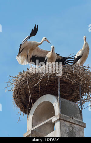 Drei Weißstörche (Ciconia Ciconia) im Nest auf Dach, Rust, Neusiedlersee, Burgenland, Österreich Stockfoto