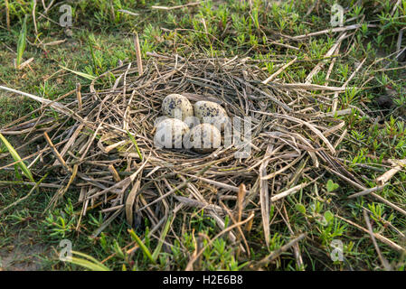 Trauerschnäpper Säbelschnäbler (Recurvirostra Avosetta), nest mit vier Gelege am Boden, Westerhever, Eiderstedt, Nordfriesland Stockfoto