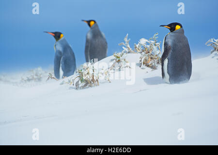 Drei König Pinguine im Schnee, East Falkland, Falkland Inseln, Süd Atlantik Stockfoto