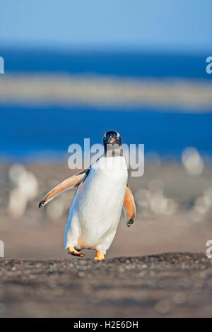 Gentoo Penguins (Pygoscelis Papua Papua) Wandern, Sea Lion Island, Falkland-Inseln, Süd-Atlantik Stockfoto