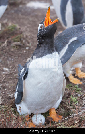 Gentoo Pinguin (Pygoscelis papua Papua), sitzen auf Ei, sea lion Island, Falkland Inseln, Süd Atlantik Stockfoto