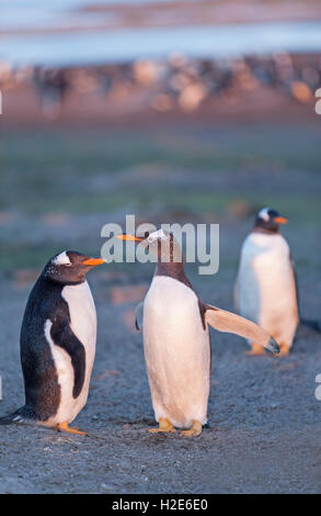 Eselspinguine (Pygoscelis papua Papua), sea lion Island, Falkland Inseln, Süd Atlantik Stockfoto