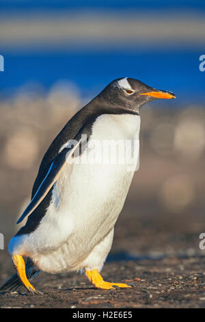 Gentoo Pinguin (Pygoscelis papua Papua) wandern, Falkland Inseln, Süd Atlantik Stockfoto