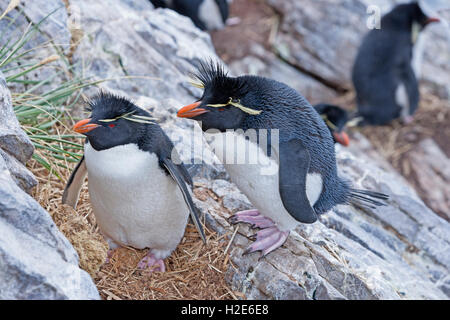 Rockhopper Pinguine (eudyptes chrysocome) auf Felsen, Falkland Inseln, Süd Atlantik Stockfoto