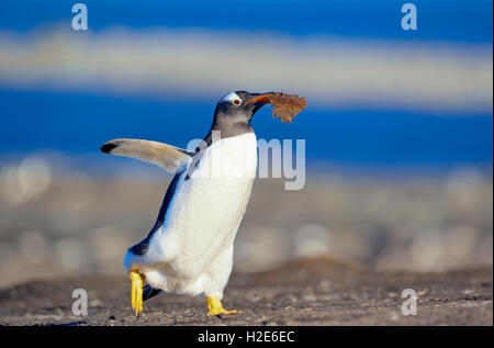 Gentoo Pinguin (Pygoscelis papua Papua) tragen Nestmaterial, Falkland Inseln, Süd Atlantik Stockfoto