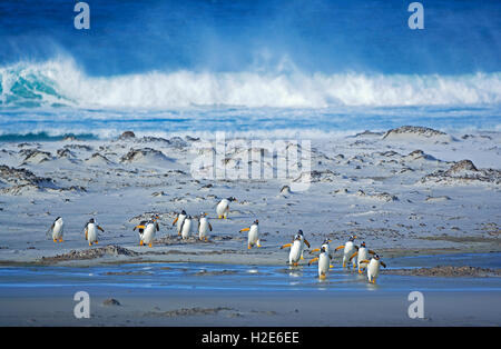 Eselspinguine (Pygoscelis papua Papua), Kolonie zu Fuß am Strand, Falkland Inseln, Süd Atlantik Stockfoto