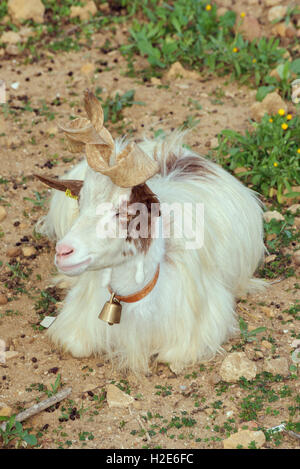 Girgentana Ziegen (Capra aegagrus hircus), Agrigento, Sizilien, Italien Stockfoto