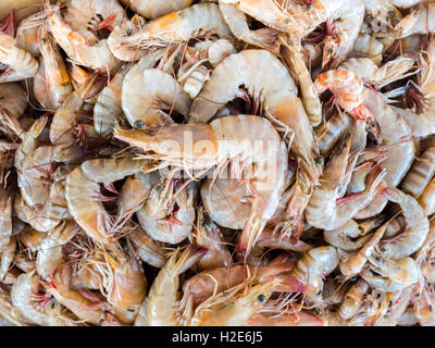 Frische Garnelen am Fischmarkt, Barka, Oman Stockfoto