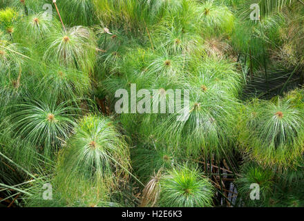 Segge Papyrus (Cyperus Papyrus), Fonte Aretusa, Provinz von Syrakus, Sizilien, Italien Stockfoto