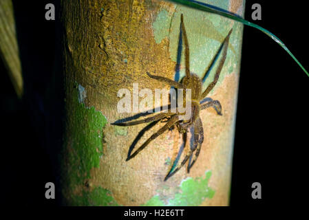 Brasilianische wandering Spinne (Phoneutria spp.), mit Beute an einem Baumstamm Bananenspinne, Armadeira, Cuyabeno Nationalpark Stockfoto