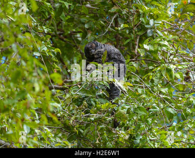 Mönchsaffe (Pithecia Monachus) im dichten Regenwald, Cuyabeno Nationalpark, Amazonien, Provinz Sucumbíos, Ecuador Stockfoto