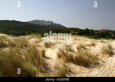 Europäische Dünengebieten Grass oder Strandhafer (Ammophila Arenaria) auf der Düne, Duna de Bolonia, Parque Natural del Estrecho driften Stockfoto