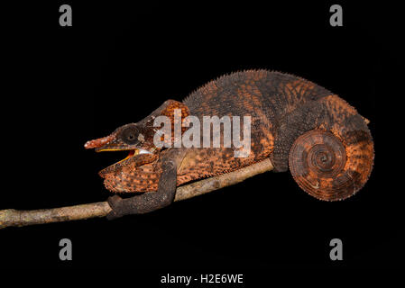 Männliche shorthorned-Chamäleon (Calumma Brevicorne), Regenwald, östlichen Madagaskars Stockfoto