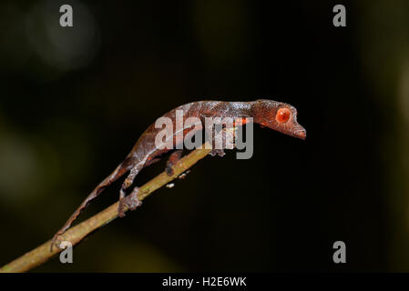 Baweng satanischen Blatt Gecko (Uroplatus Phantasticus), Regenwald, Ranomafana, östlichen Madagaskars Stockfoto