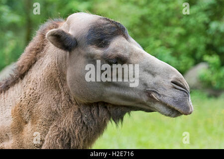 Wilde baktrischen Kamel (Camelus Ferus), Porträt, in Gefangenschaft Stockfoto