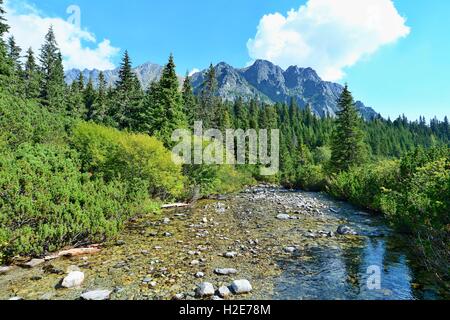 Natur der hohen Tatra-Gebirge in der Slowakei. Wald mit Bach im Tatra-Gebirge. Stockfoto