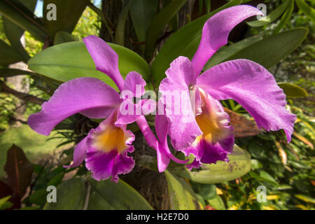 Indonesien, Bali, Kuta, Poppies Gang 1, Poppies Cottages, lila Orchideen wachsen im Garten Stockfoto