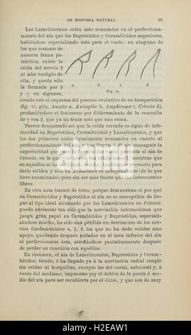Boletín De La Sociedad Española de Historia Natural (Seite 197)