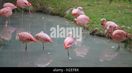 viele rosa Flamingos ruhen auf einem Bein auf dem Teich Stockfoto