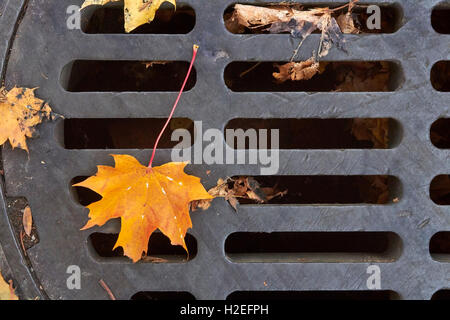 Ahorn-Blätter auf dem Boden Stockfoto