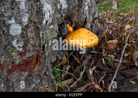 Pholiota Limonella Pilzzucht auf Baumstamm, Finnland Stockfoto