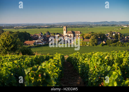 Weinberg-Hütte, Beaune, Côte de Beaune. Burgund. Frankreich, EU, Europa Stockfoto