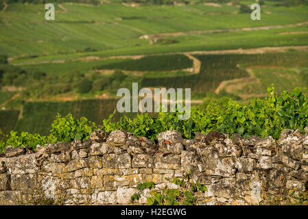 Weinberg-Hütte, Beaune, Côte de Beaune. Burgund. Frankreich, EU, Europa Stockfoto