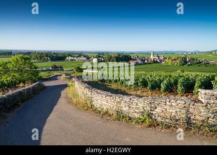 Weinberg-Hütte, Beaune, Côte de Beaune. Burgund. Frankreich, EU, Europa Stockfoto