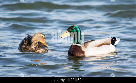 Zwei Mallard Enten in einem See Stockfoto