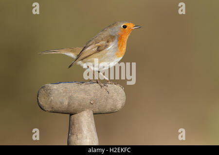 Rotkehlchen (Erithacus Rubecula) Erwachsenen, thront auf Spaten Griff im Garten, West Yorkshire, England, Februar Stockfoto