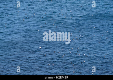 Papageientaucher in der Nähe von He Insel von Staffa, berühmt für Fingal's Cave und die sechseckige Felsformationen rund um it., Inneren Hebriden, UK Stockfoto