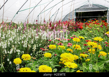 Ein Folienhaus voller Blumen, blühende zum Schneiden. Eine organische Blumengarten. Stockfoto