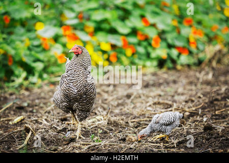 Zwei Hühner, ein Erwachsener und ein Küken, mit schwarzen und weißen Beathers picken Amon g Boden und Stroh in einem Blumenbeet. Stockfoto