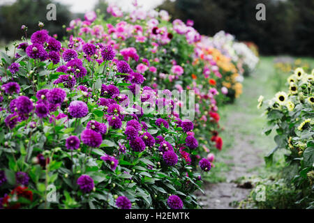 Sommer blühende Pflanzen in eine organische Blume Kindergarten. Dahlien in tief lila und rosa Farben. Stockfoto