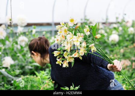 Eine Frau, die Kommissionierung Schnittblumen aus Stecklingen Betten in einem Folientunnel. Stockfoto