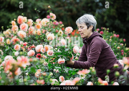 Einer Frau Blumen zu pflücken, farbigen Pfirsich Dahlien in einem blühenden Bett in einer Gärtnerei Bio Blume. Stockfoto