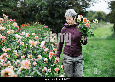 Einer Frau Blumen zu pflücken, farbigen Pfirsich Dahlien in einem blühenden Bett in einer Gärtnerei Bio Blume. Stockfoto