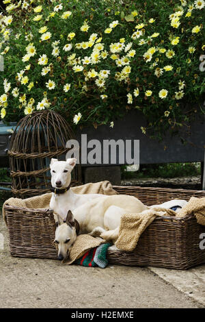 Zwei Windhund Hunde in einer großen Weide Dogbed auf einen Gartenweg, neben einem geflochtenen Skep und Blütenpflanzen. Stockfoto