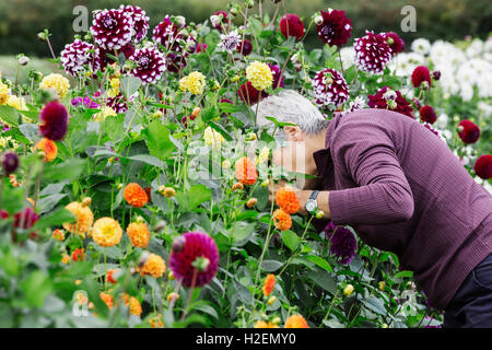 Eine Frauenbeschneidung arbeiten in einem Kindergarten Bio Blume Blumen für Gestecke und kommerzielle Aufträge. Stockfoto