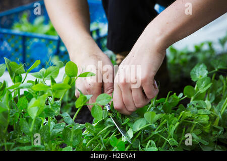 Eine Person Kommissionierung frischen grünen Salat Blätter eines Bestandes. Stockfoto