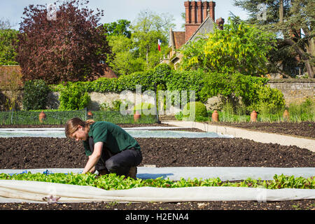 Eine Frau arbeitet in einem ummauerten Garten, Ernte Gemüse aus Pflanzen unter Gartenbau Vlies. Stockfoto